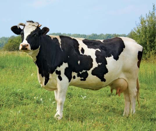 Выведены коровы, устойчивые к туберкулезу, уверяют китайские ученые