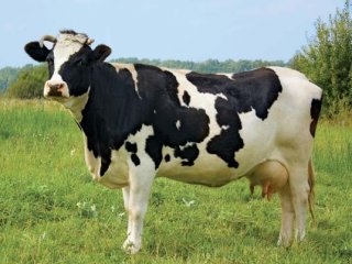 Выведены коровы, устойчивые к туберкулезу, уверяют китайские ученые