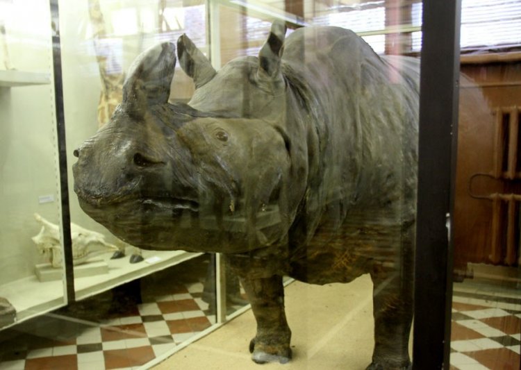 Легендарная московская носорожиха: Семирамида, aka Монька