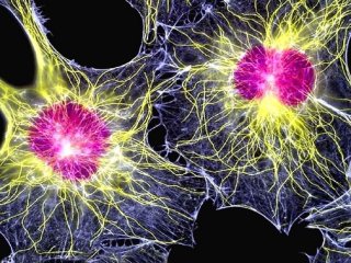 Доказана безопасность стволовых клеток для регенеративной медицины