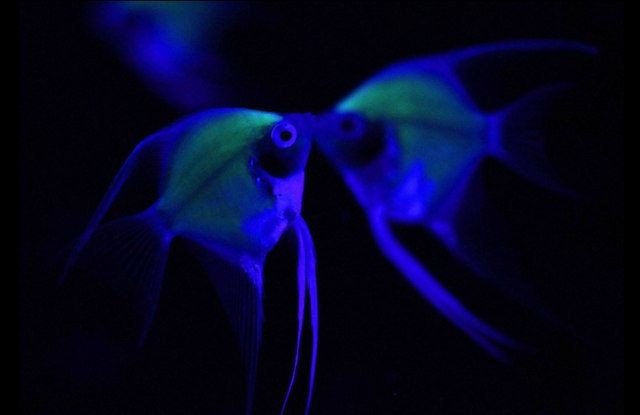 Почему в океане так много светящихся рыб