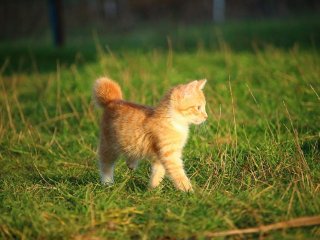 Коты и кошки по-разному реагируют на призывы котят