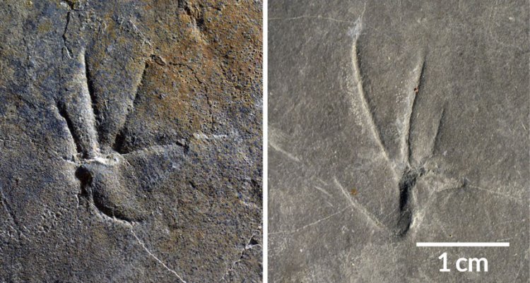 Ящерицы могли освоить прямохождение уже 110 миллионов лет назад