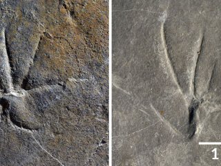 Ящерицы могли освоить прямохождение уже 110 миллионов лет назад