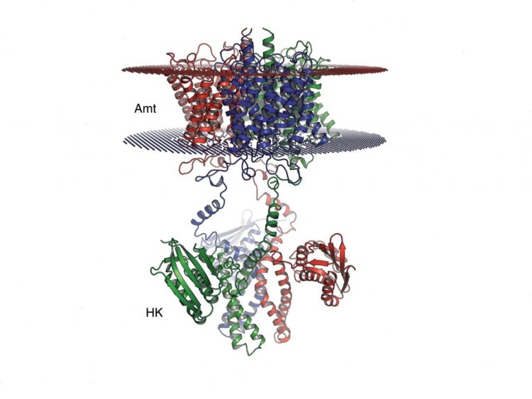 Изображение: Pflüger, T., Hernández, C.F., Lewe, P. et al. Signaling ammonium across membranes through an ammonium sensor histidine kinase. Nat Commun 9, 164 (2018).