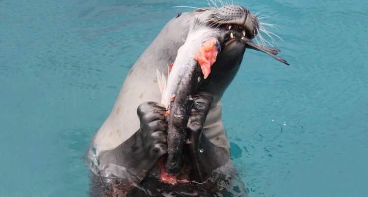 Некоторые тюлени охотятся как сухопутные животные