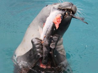 Некоторые тюлени охотятся как сухопутные животные