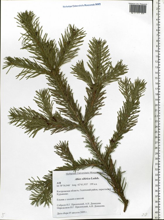 Abies sibirica Ledeb. Костромская область, Галичский район, окрестности дер. Курьяново. Ельник с сосной и пихтой. Elev. 199 m a.s.l./Seregin A. P. (Ed.). 2026. Moscow Digital Herbarium: Electronic resource. – Moscow State University, Moscow. – Available a