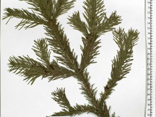 Abies sibirica Ledeb. Костромская область, Галичский район, окрестности дер. Курьяново. Ельник с сосной и пихтой. Elev. 199 m a.s.l./Seregin A. P. (Ed.). 2026. Moscow Digital Herbarium: Electronic resource. – Moscow State University, Moscow. – Available a