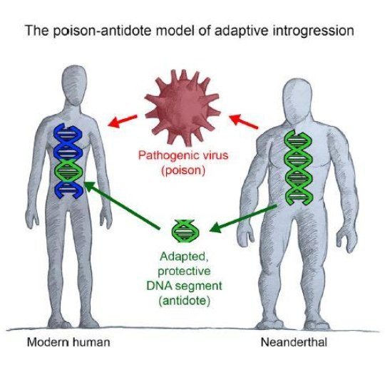 Вирусы и эволюция человека