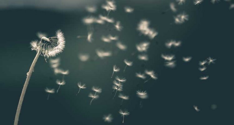 Семена одуванчика создают странные вихри в воздухе, чтобы летать