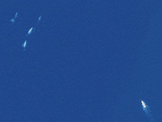 Эксперты подсчитали количество китов по снимкам из космоса