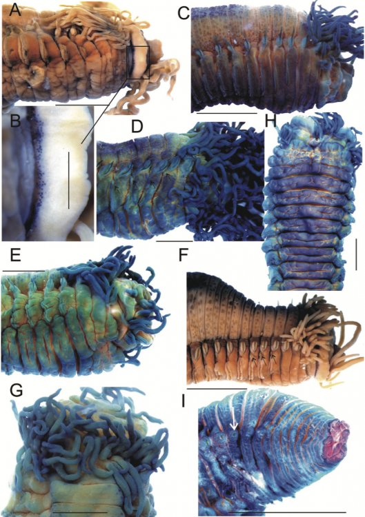Микрофотографии основных внешних морфологических признаков Thelepus cincinnatus //I. Jirkov Three new species of Thelepus Leuckart, 1849 from Europe and a re-description of T. cincinnatus (Fabricius, 1780) (Annelida, Terebellidae). 2018.ZooKeys.