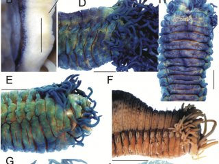 Микрофотографии основных внешних морфологических признаков Thelepus cincinnatus //I. Jirkov Three new species of Thelepus Leuckart, 1849 from Europe and a re-description of T. cincinnatus (Fabricius, 1780) (Annelida, Terebellidae). 2018.ZooKeys.