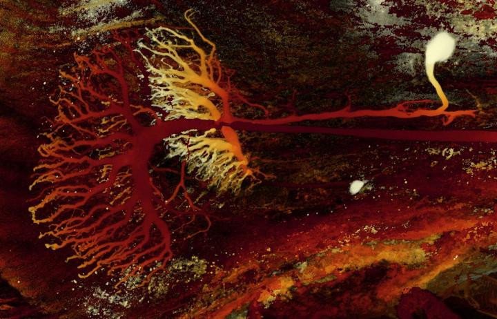 У богомолов найдены нейроны, ответственные за восприятие глубины