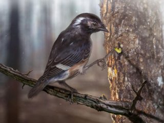 Открыт новый вид древних птиц по фрагменту стопы в янтаре