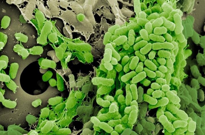 Образ жизни бактерий влияет на их устойчивость к антибиотикам