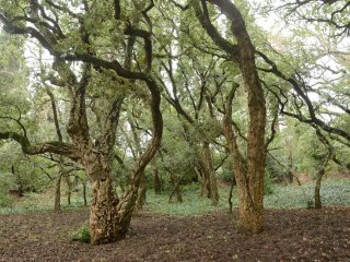 Знаменитой роще пробкового дуба в Никитском саду – 200 лет