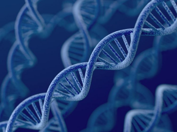 Ученые используют «мусорную» ДНК для лечения рака простаты