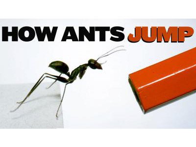 Крупноглазые муравьи используют брюшко, чтобы лучше прыгать