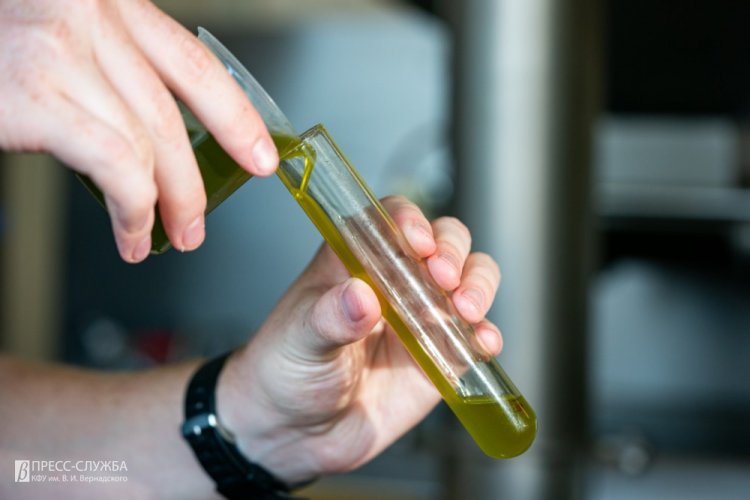 Крымский федеральный университет запустил собственную линию производства оливкового масла