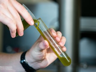 Крымский федеральный университет запустил собственную линию производства оливкового масла