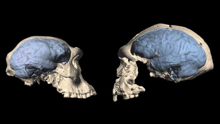 У древних людей мог быть обезьяноподобный мозг даже после того, как они покинули Африку
