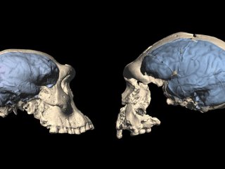 У древних людей мог быть обезьяноподобный мозг даже после того, как они покинули Африку