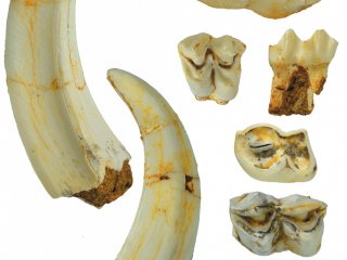 Зубы парнокопытных 