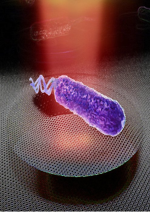 Ученые услышали звук бактерии 