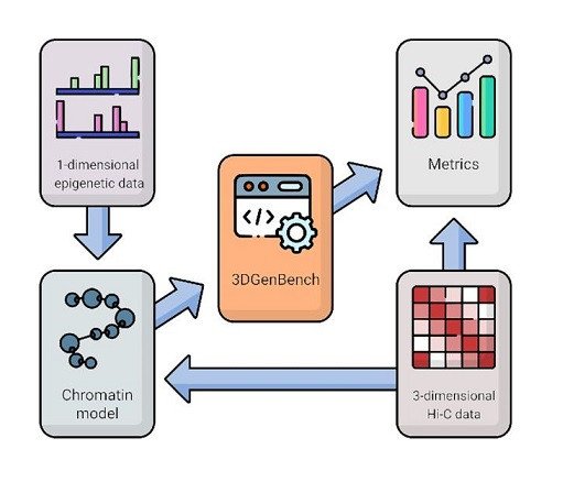 Создана платформа для сравнения вычислительных моделей в области 3D-геномики
