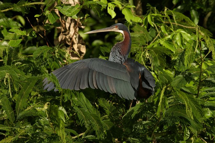 Самые уникальные птицы планеты находятся под повышенной угрозой исчезновения