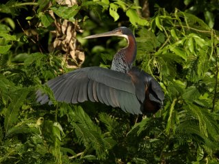 Самые уникальные птицы планеты находятся под повышенной угрозой исчезновения