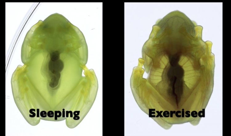Стеклянные лягушки «прячут» эритроциты в печени, чтобы стать прозрачными
