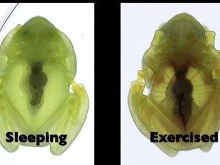 Стеклянные лягушки «прячут» эритроциты в печени, чтобы стать прозрачными
