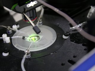 Проточная камера, в которой проводятся электрофизиологические эксперименты на переживающих срезах мозга мышей. Источник: Олег Подгорный