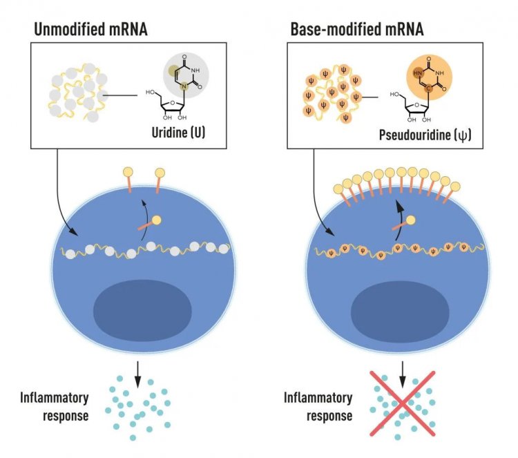 Рисунок 2. мРНК содержит четыре различных основания, сокращенно A, U, G и C. Нобелевские лауреаты обнаружили, что модифицированные основания мРНК могут быть использованы для блокирования активации воспалительных реакций (секреции сигнальных молекул) и увеличения производства белка при доставке мРНК в клетки