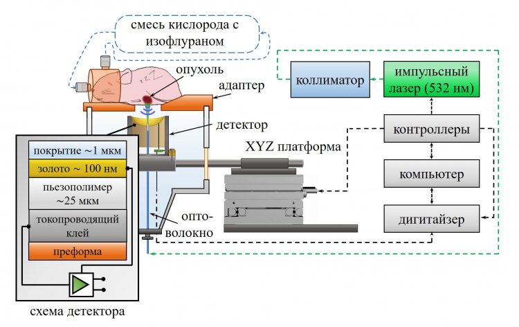 Разработанная система сканирующей оптоакустической мезоскопии для визуализации сложной сосудистой сети в экспериментальных опухолях. Источник - ИПФ РАН