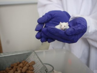Одна из экспериментальных мышей. Фото: Нелли Попова / Институт теоретической и экспериментальной биофизики РАН
