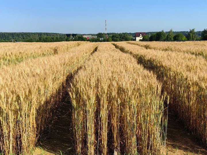 Сельхознауки. Сорт озимой пшеницы Васильевна во всей красе. Фото: В. Бугрова
