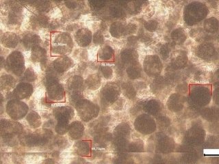 Образец микрогеля при концентрации композиции эмульгаторов 2%, размеры частиц от 65 до 105 мкм. Источник - пресс-служба ПНИПУ