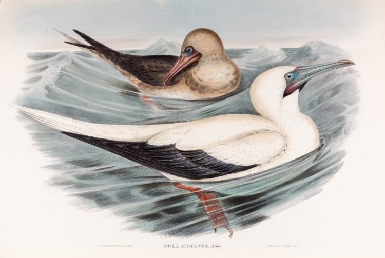 Птицы рыболовы