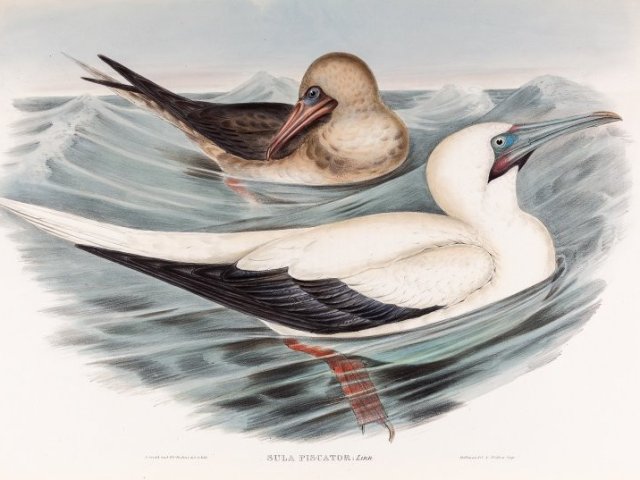 Птицы рыболовы