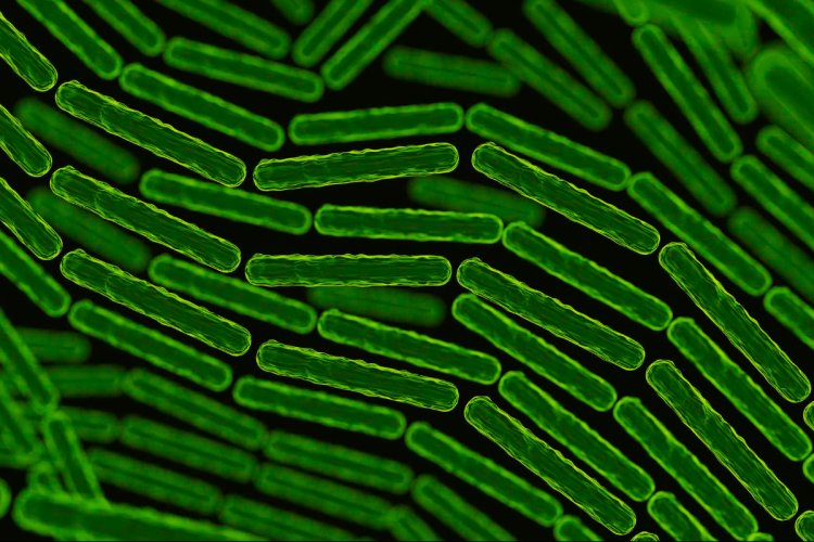 В изученных участках недр Ессентукского месторождения минеральных вод ученые обнаружили на различных глубинах четыре обособленных микробных сообщества. Одно из них на на 80–90% представлено микроорганизмами, похожими на LUCA — гипотетического последнего общего предка всех современных клеточных живых существ на Земле. Источник изображения: freepik / фотобанк Freepik (представлено в иллюстративных целях)