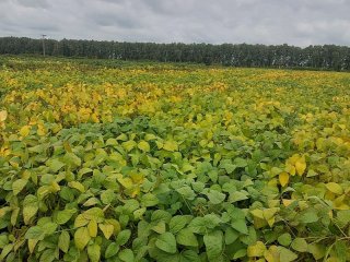 Орловская область. Коллекционные и селекционные образцы сои. Фото: Е.В. Журавлева