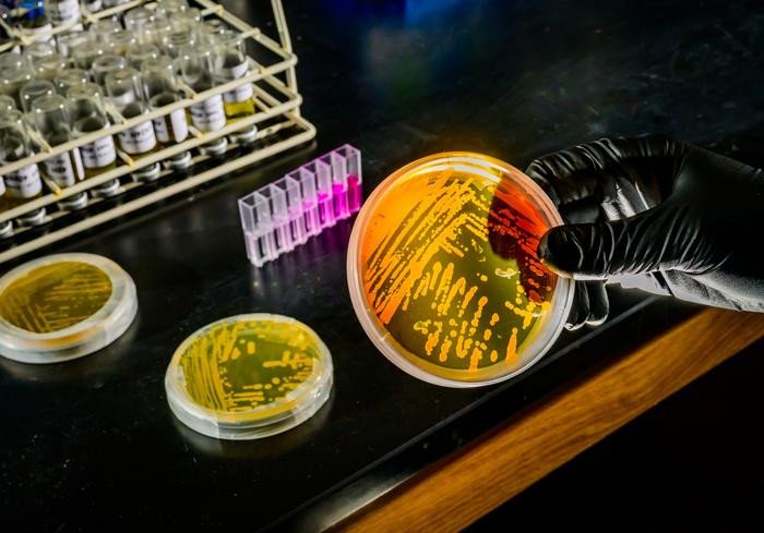 Исследовательская группа из Иллинойсского университета в Урбане-Шампейне прогнозирует, что вид морских архей сыграет важную роль в изменении биоразнообразия Мирового океана. Фото: Fred Zwicky/University of Illinois at Urbana-Champaign, News Bureau