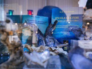 По следам «морских канареек». Интервью о белухах с биологом Верой Красновой. Фото: Ольга Мерзлякова / «Научная Россия»