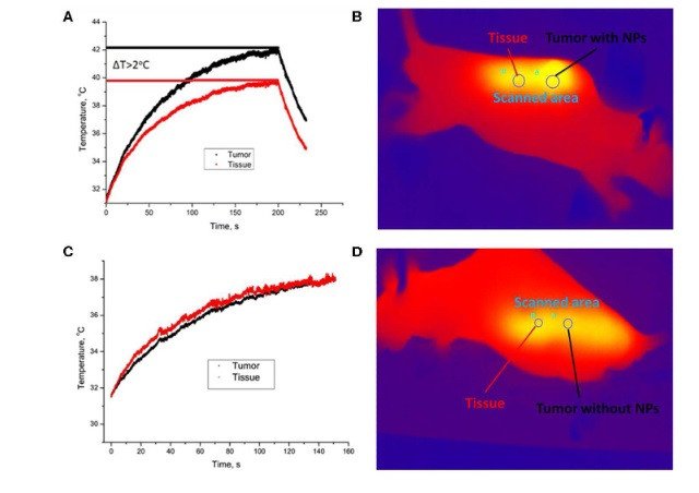 Повышение температуры во время лазерной обработки у мышей, меченных UCNP (C) и контрольных (D). Опухоль (область а) показана чёрной кривой, а нормальная ткань (область в) визуализируется красной кривой.
