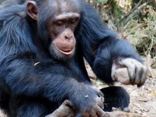 Что вынуждает шимпанзе ходить за орехами?