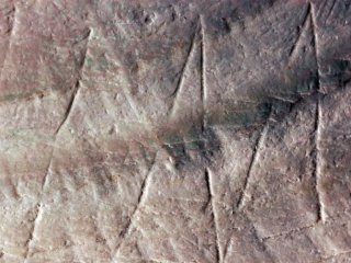 На раковине возрастом 500000 лет найден искусственный узор